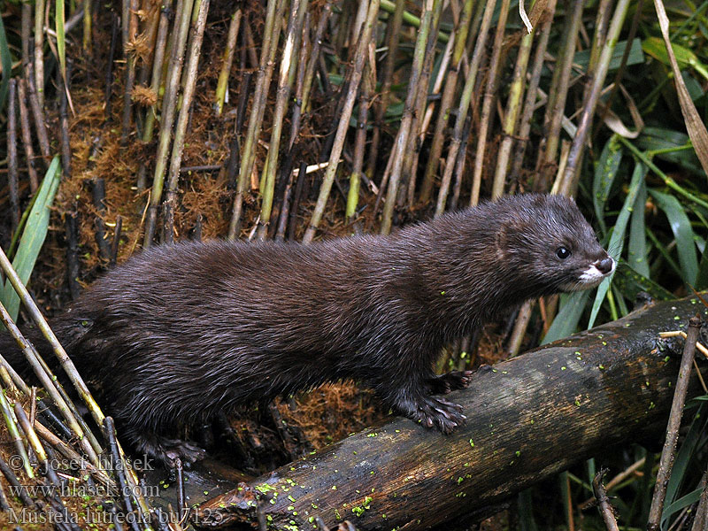 Mustela lutreola European mink