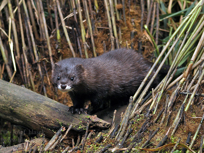 Mustela lutreola Norek evropský