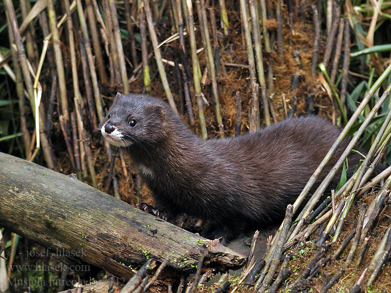 Mustela lutreola Europäischer Nerz