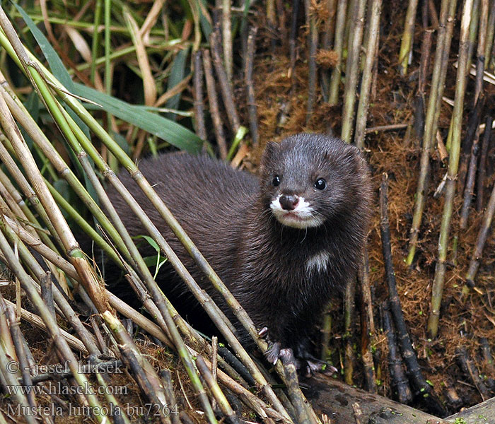 Mustela lutreola Norka europejska