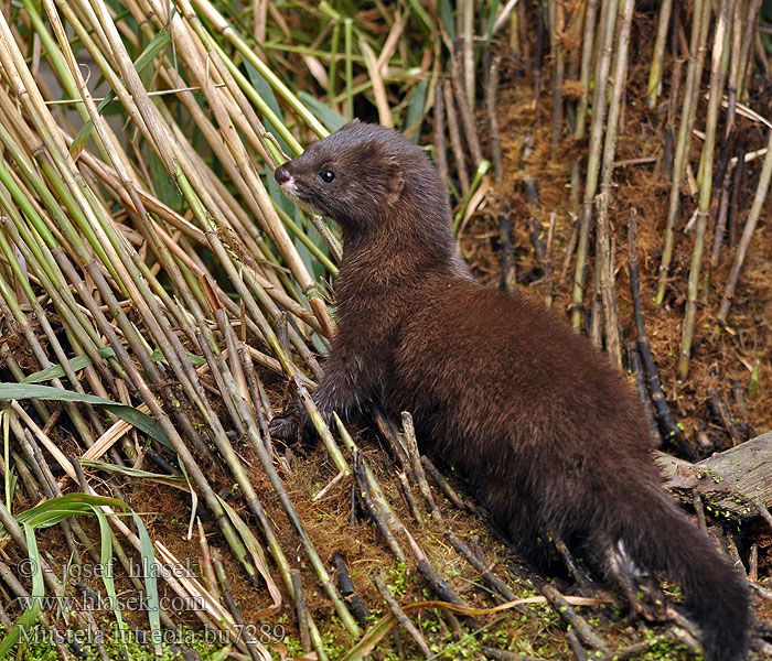 Mustela lutreola Vison d'Europe