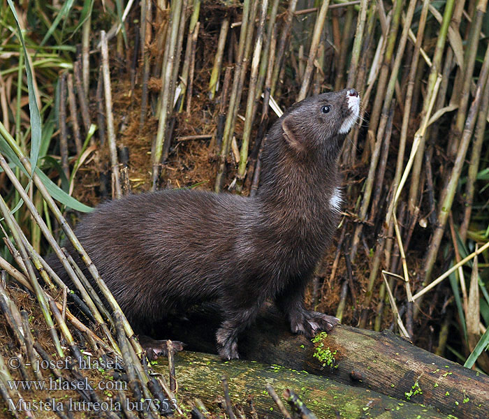 Mustela lutreola Europese nerts