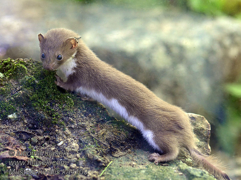 Marcote 伶鼬 Mustela nivalis Weasel least Belette Europe Mauswiesel