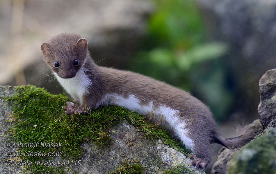 Mustela nivalis Weasel least