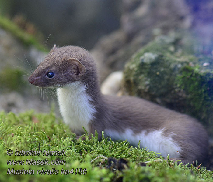 Mustela nivalis Belette d'Europe