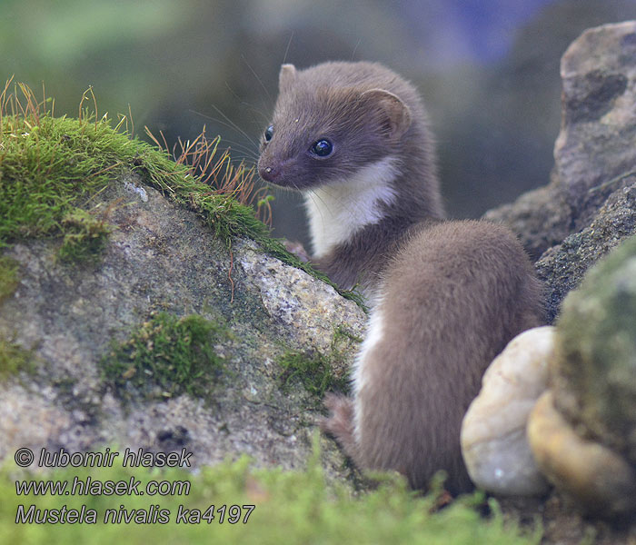 Mustela nivalis Mauswiesel Comadreja