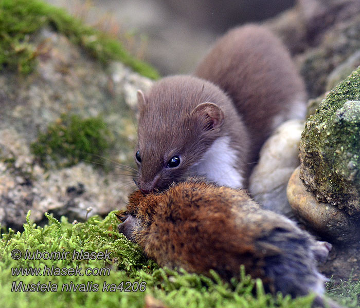 Mustela nivalis Lasice kolčava