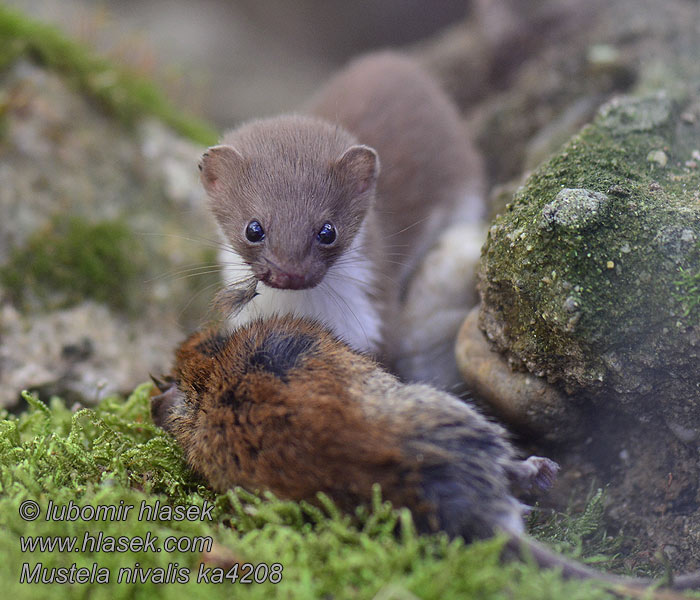 Mustela nivalis asica Lasica obyčajná