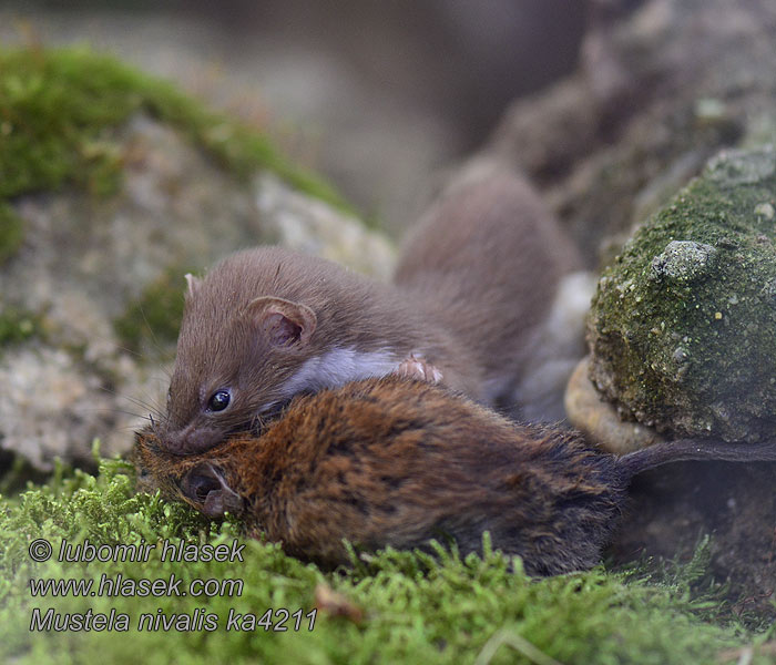 Mustela nivalis Donnola Wezel Brud Småvessla Vessla