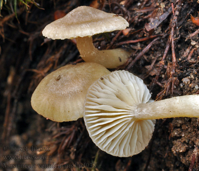 Musumecia vermicularis