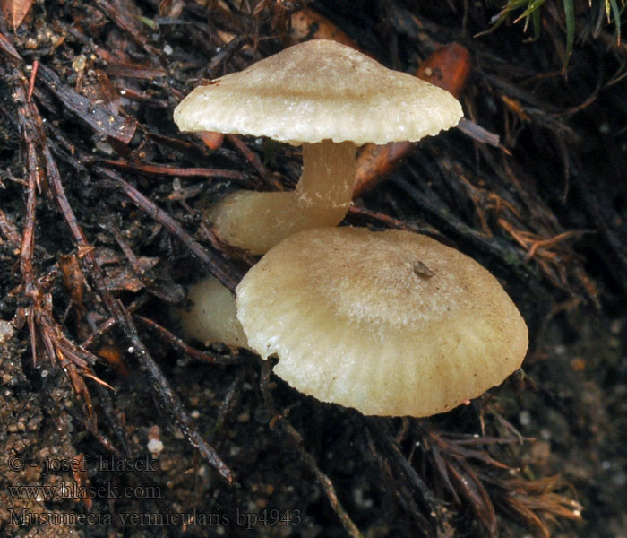 Musumecia vermicularis