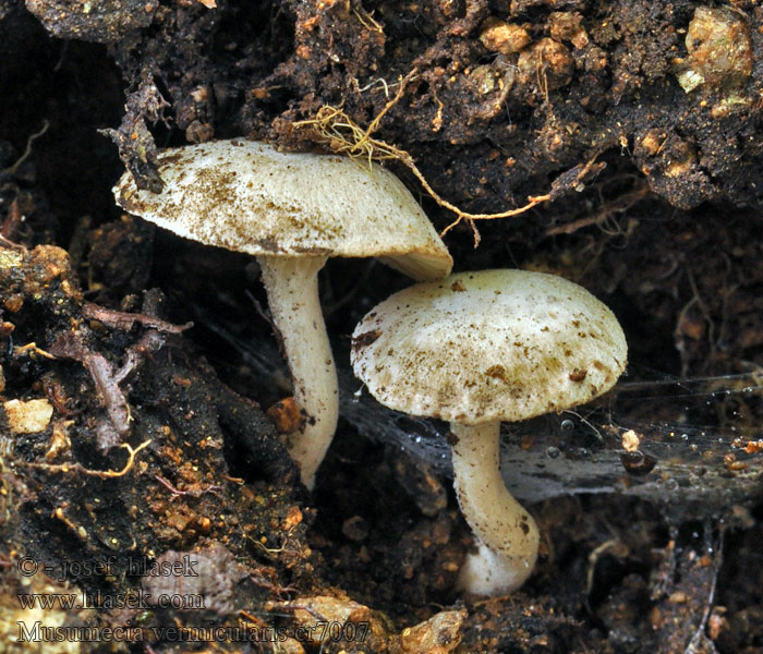 Musumecia vermicularis