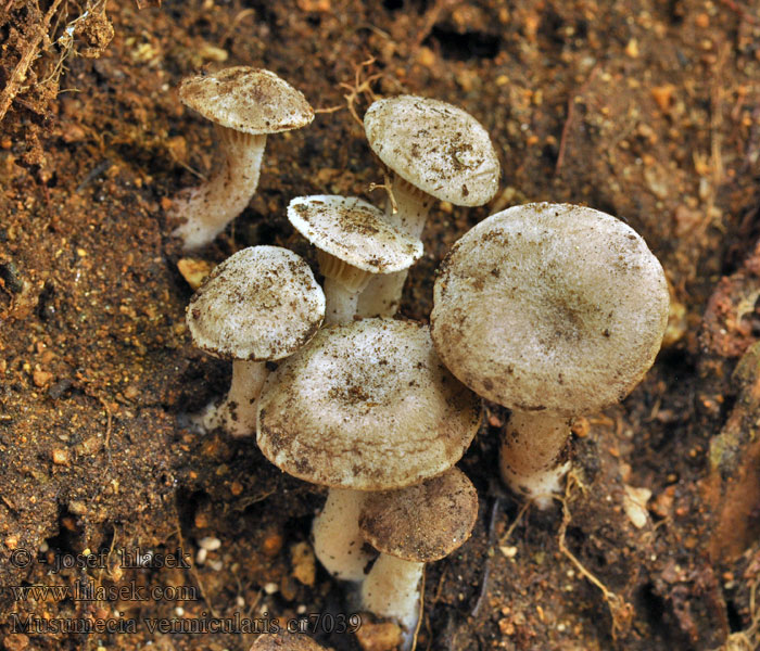 Musumecia vermicularis