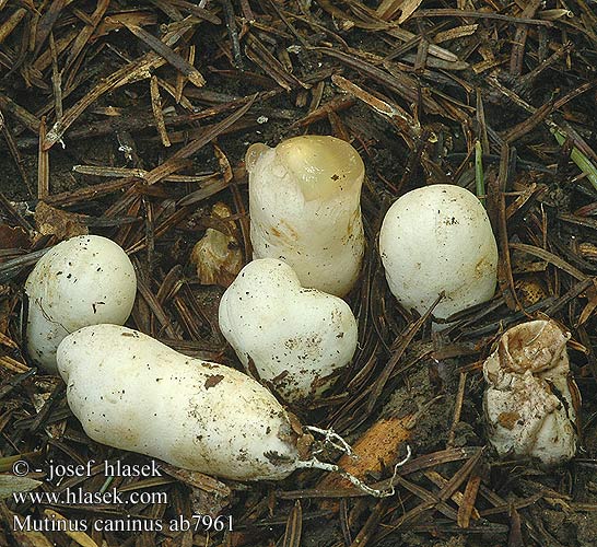 Mutinus caninus Dog Stinkhorn Mądziak psi