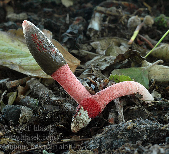 Mutinus ravenelii Psivka Ravenelova Roze stinkzwam Rödfotad stinksvamp Puistopökkösieni Mądziak malinowy Psovka Ravenelova Мутинус Равенелли Red Stinkhorn Ravenela mutīne Rød Stinksvamp Mutin Ravenel Himbeerrote Hundsrute