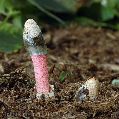 Rödfotad stinksvamp Puistopökkösieni Mądziak malinowy Psovka Ravenelova Мутинус Равенелли Red Stinkhorn Ravenela mutīne Rød Stinksvamp Mutin Ravenel Himbeerrote Hundsrute Mutinus ravenelii Psivka Ravenelova Roze stinkzwam