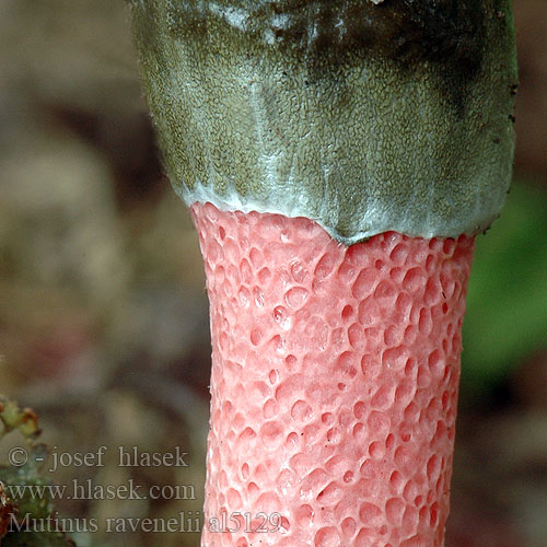 Psovka Ravenelova Мутинус Равенелли Red Stinkhorn Ravenela mutīne Rød Stinksvamp Mutin Ravenel Himbeerrote Hundsrute Mutinus ravenelii Psivka Ravenelova Roze stinkzwam Rödfotad stinksvamp Puistopökkösieni Mądziak malinowy