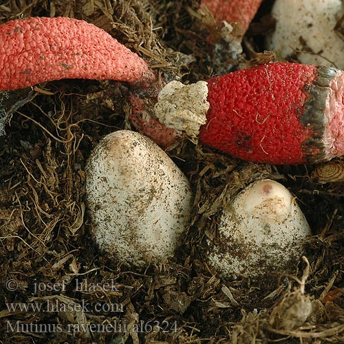 Psivka Ravenelova Roze stinkzwam Rödfotad stinksvamp Puistopökkösieni Mądziak malinowy Psovka Ravenelova Мутинус Равенелли Red Stinkhorn Ravenela mutīne Rød Stinksvamp Mutin Ravenel Himbeerrote Hundsrute Mutinus ravenelii