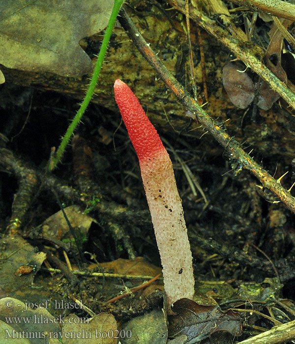 Psivka Ravenelova Roze stinkzwam Rödfotad stinksvamp Puistopökkösieni Mądziak malinowy Psovka Ravenelova Мутинус Равенелли Red Stinkhorn Ravenela mutīne Rød Stinksvamp Mutin Ravenel