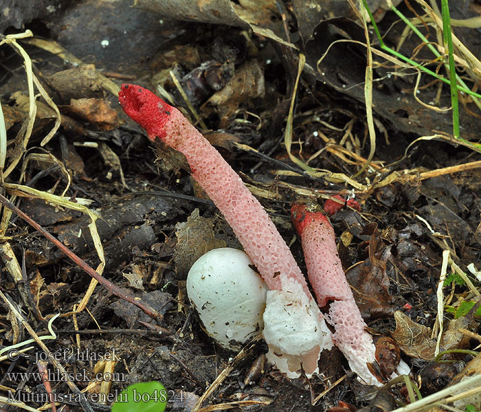 Puistopökkösieni Mądziak malinowy Psovka Ravenelova Мутинус Равенелли Red Stinkhorn Ravenela mutīne Rød Stinksvamp Mutin Ravenel