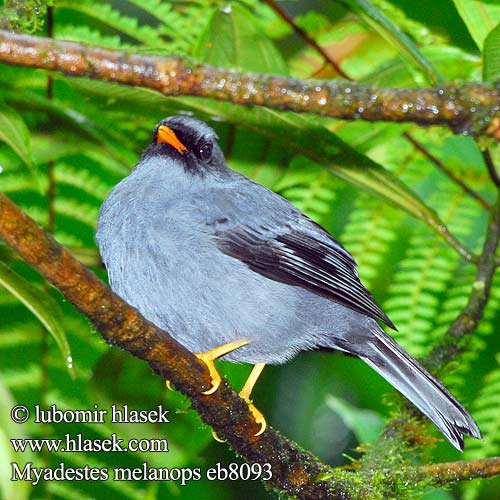 Clarín Cara Solitario carinegro Solitaire face noire masqué Rosvorastuli Solitario faccianera ズグロヒトリツグミ Zwartmaskersolitaire Klarnetnik czarnolicy Myadestes melanops Lesňák černolící Maskenklarino Sortmasket Klarinetfugl