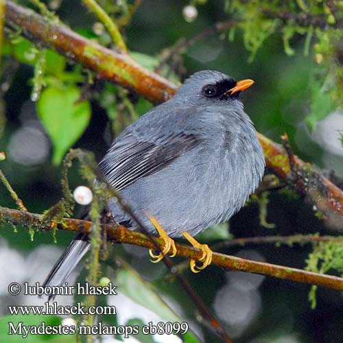 Rosvorastuli Solitario faccianera ズグロヒトリツグミ Zwartmaskersolitaire Klarnetnik czarnolicy Myadestes melanops Lesňák černolící Maskenklarino Sortmasket Klarinetfugl Clarín Cara Solitario carinegro Solitaire face noire masqué