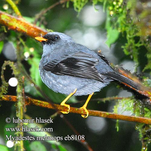 Zwartmaskersolitaire Klarnetnik czarnolicy Myadestes melanops Lesňák černolící Maskenklarino Sortmasket Klarinetfugl Clarín Cara Solitario carinegro Solitaire face noire masqué Rosvorastuli Solitario faccianera ズグロヒトリツグミ