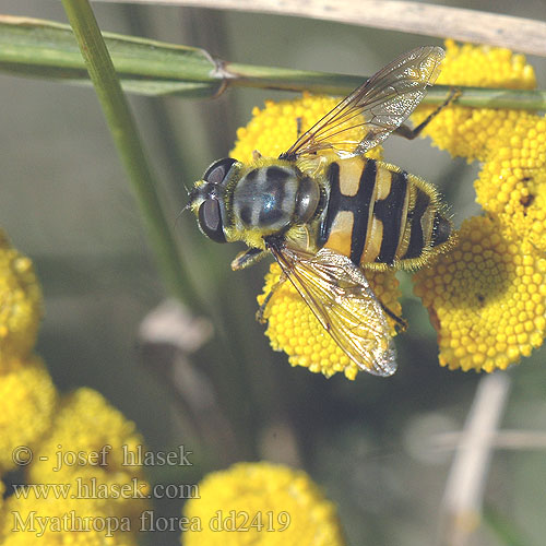 Myathropa florea Eristale Fleurs Totenkopfschwebfliege Gemeine Dolden-Schwebfliege Doodshoofdzweefvlieg Pestřenka smrtihlavka Dødningehoved-svirreflue Kwiatówka zmierzchnicowata Журчалка цветочная Trúdovka kvetinová Mosca flores