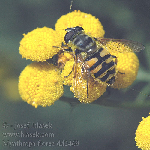 Kwiatówka zmierzchnicowata Журчалка цветочная Trúdovka kvetinová Mosca flores Myathropa florea Eristale Fleurs Totenkopfschwebfliege Gemeine Dolden-Schwebfliege Doodshoofdzweefvlieg Pestřenka smrtihlavka Dødningehoved-svirreflue