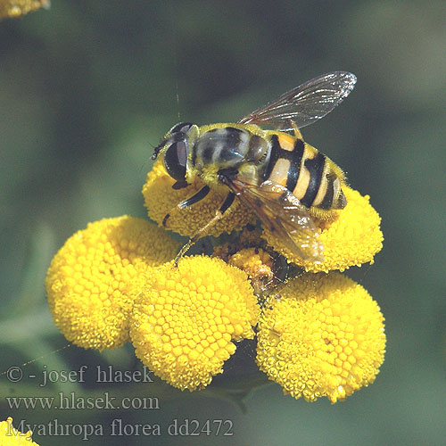 Mosca flores Myathropa florea Eristale Fleurs Totenkopfschwebfliege Gemeine Dolden-Schwebfliege Doodshoofdzweefvlieg Pestřenka smrtihlavka Dødningehoved-svirreflue Kwiatówka zmierzchnicowata Журчалка цветочная Trúdovka kvetinová