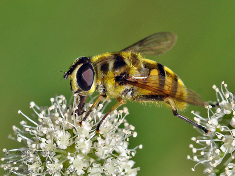 Eristale Fleurs Totenkopfschwebfliege Myathropa florea