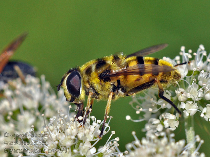 Gemeine Dolden-Schwebfliege Doodshoofdzweefvlieg Pestřenka smrtihlavka Myathropa florea