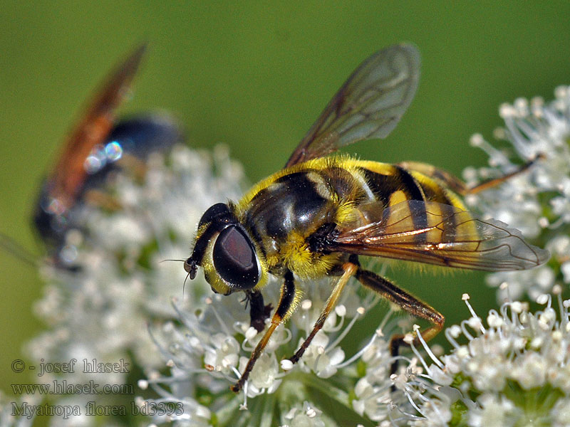 Dødningehoved-svirreflue Kwiatówka zmierzchnicowata Myathropa florea