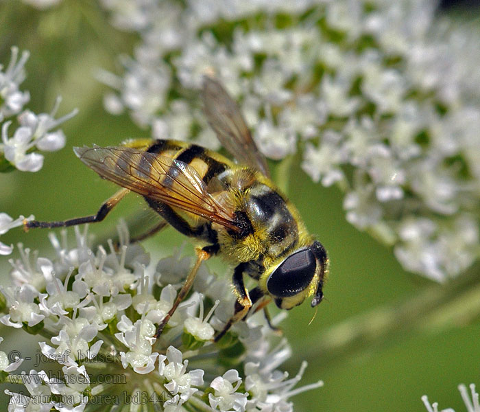 Журчалка цветочная Myathropa florea