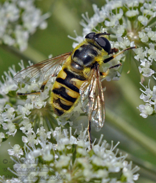 Trúdovka kvetinová Mosca flores Myathropa flore