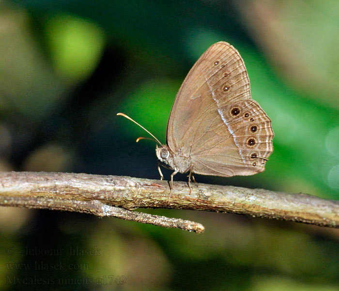 Mycalesis mineus Dark-branded bushbrown 小眉眼蝶