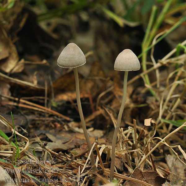 Mycena abramsii bk2313