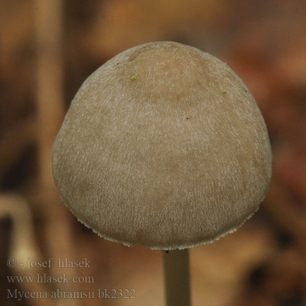 Mycena abramsii bk2322