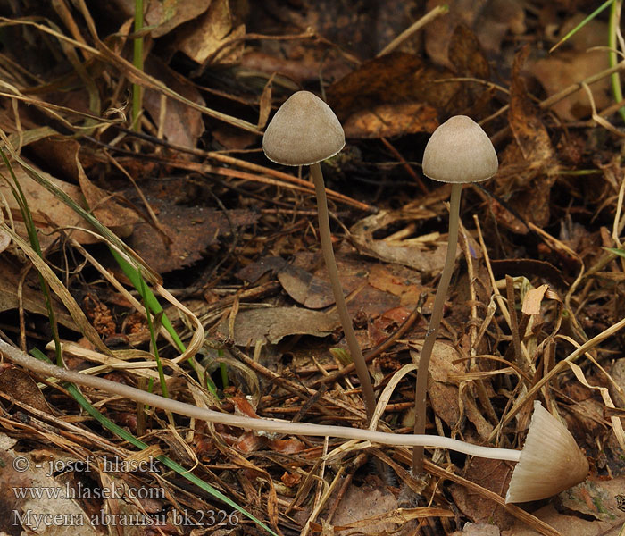 Mycena abramsii bk2326