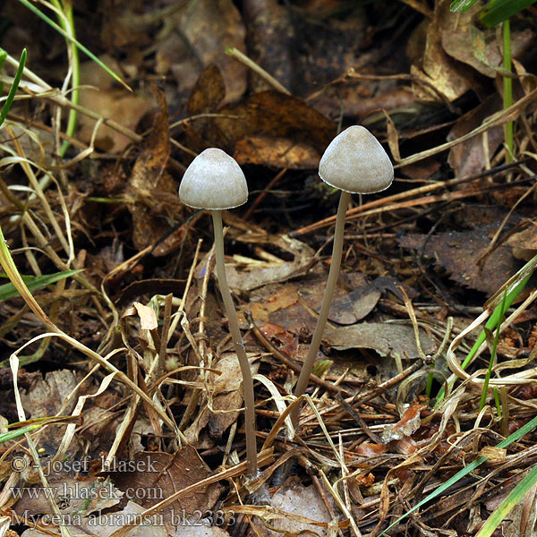 Sommarhätta Mycena abramsii Helmovka raná Sommer-Huesvamp