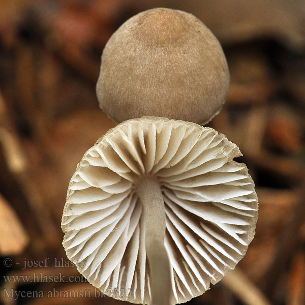 Mycena abramsii bk2339