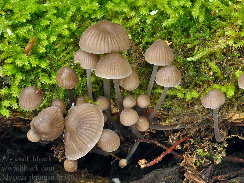 Mycena abramsii Helmovka raná