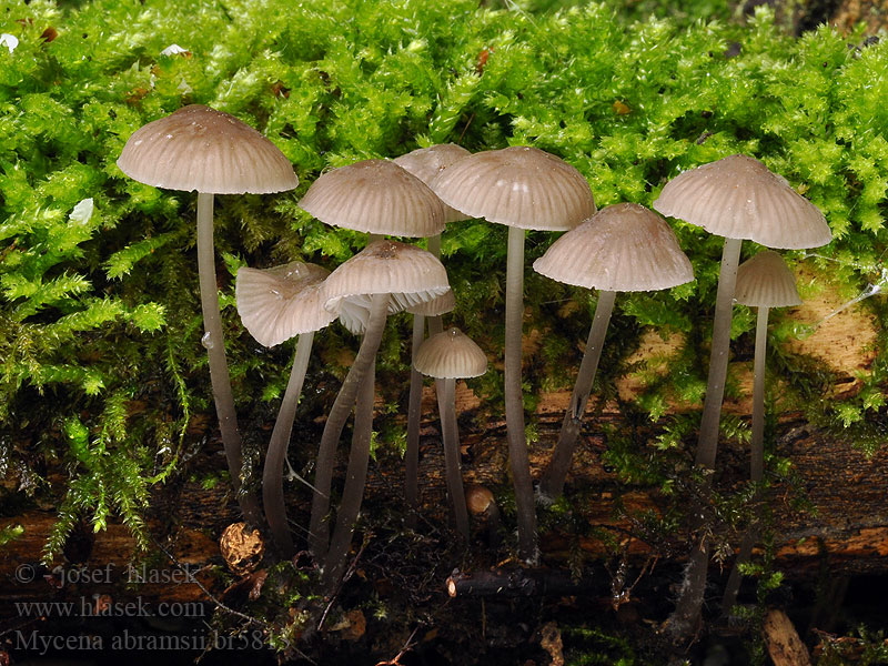 Mycena abramsii Sommer-Huesvamp