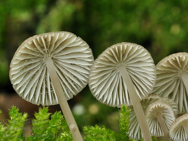 Mycena abramsii Suvihiippo