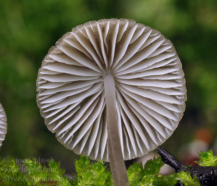 Mycena abramsii Voorjaarsmycena