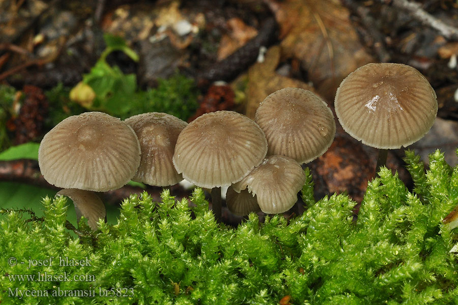 Mycena abramsii Voreilender Helmling