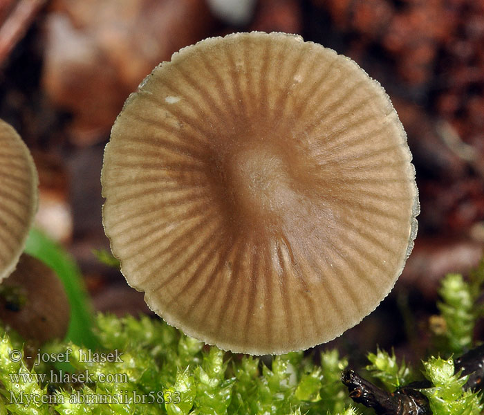 Mycena abramsii Sommerhette