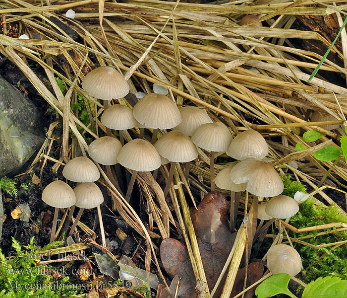 Mycena abramsii Grzybówka wczesna