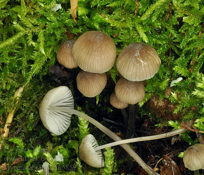 Mycena abramsii Мицена Абрамса