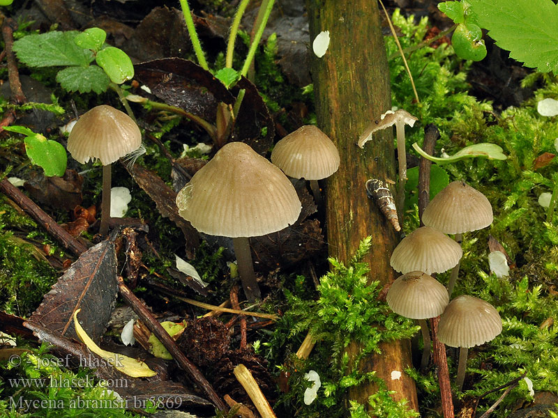 Mycena abramsii Prilbička Abramsova